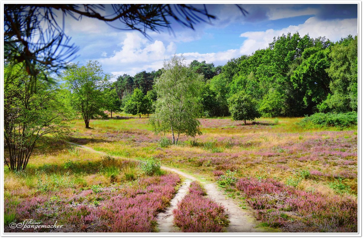 Wanderweg in der Vareler Heide bei Scheeßel im Kreis Rotenburg/Wümme. Rund um die Lüneburger Heide sind noch einige kleine Heidegebiete erhalten. Früher einmal erstreckte sich die Heidelandschaft über große Gebiete Norddeutschlands. Selbst die Bäuerliche Kultur hat sich hier genau wie in der Zentralheide erhalten. So befinden sich auch hier noch Reet gedeckte Heimathäuser und Schnuckenställe, bis hinauf nach Sittensen weit in den Kreis Rotenburg hinein. Ende August 2020.  