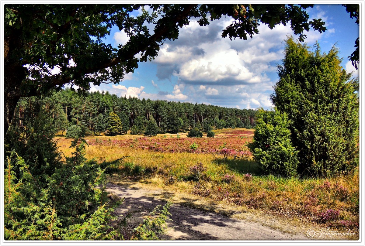 Wanderweg vom Wilseder Berg Richtung Undeloh, August 2013