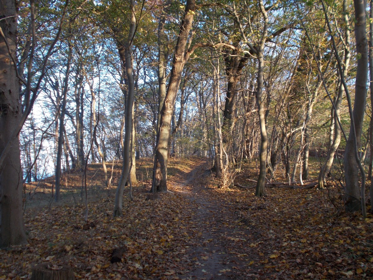 Wanderweg zum Göhrener Nordpferd am 28.November 2014.