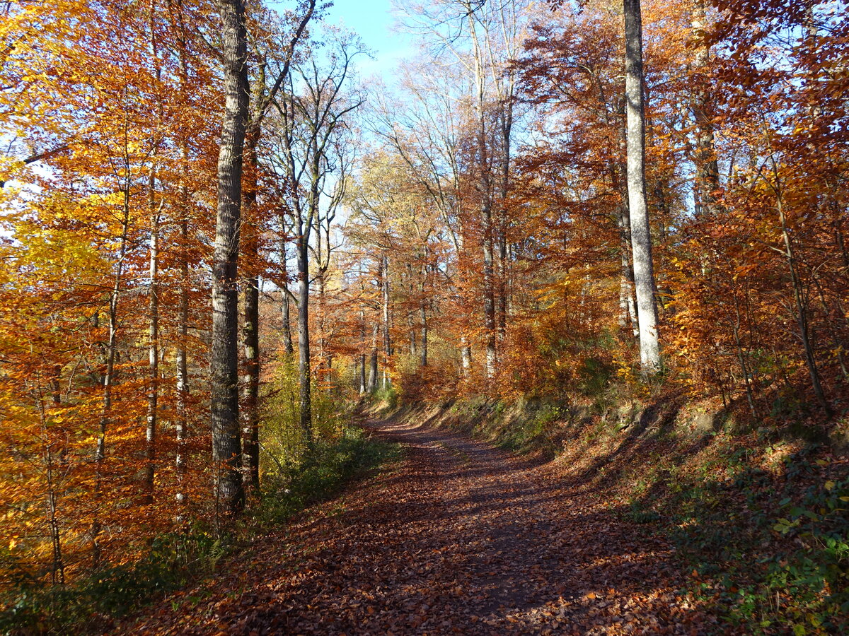 Wanderweg zum Immerather Maar, Lkr. Vulkaneifel (07.11.2025)