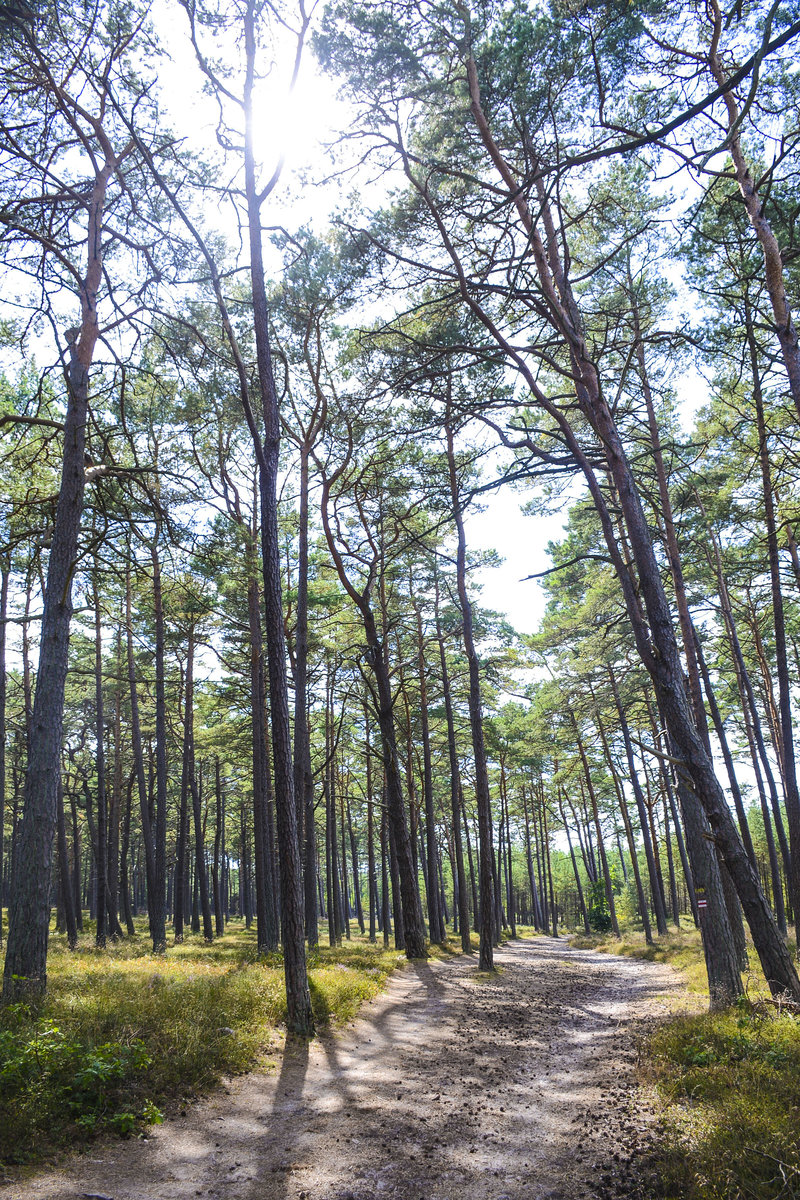 Wanderweg zum Wydma Czołpińska im Slowinzischen Nationalpark in Hinterpommern, Polen. Aufnahme: 18. August 2020.