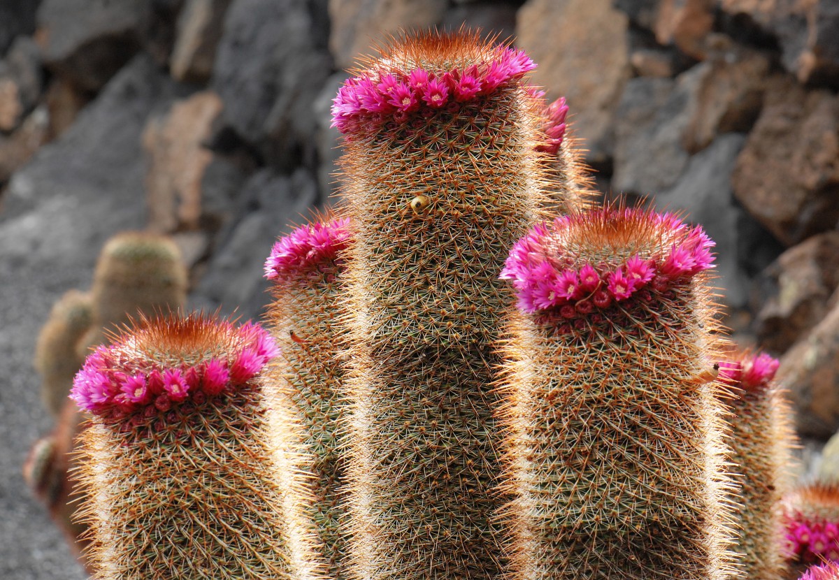 Warzenkakteen (Mammillaria) in Jardín de Cactus bei Guatiza. Aufnahmedatum: 24. April 2011.