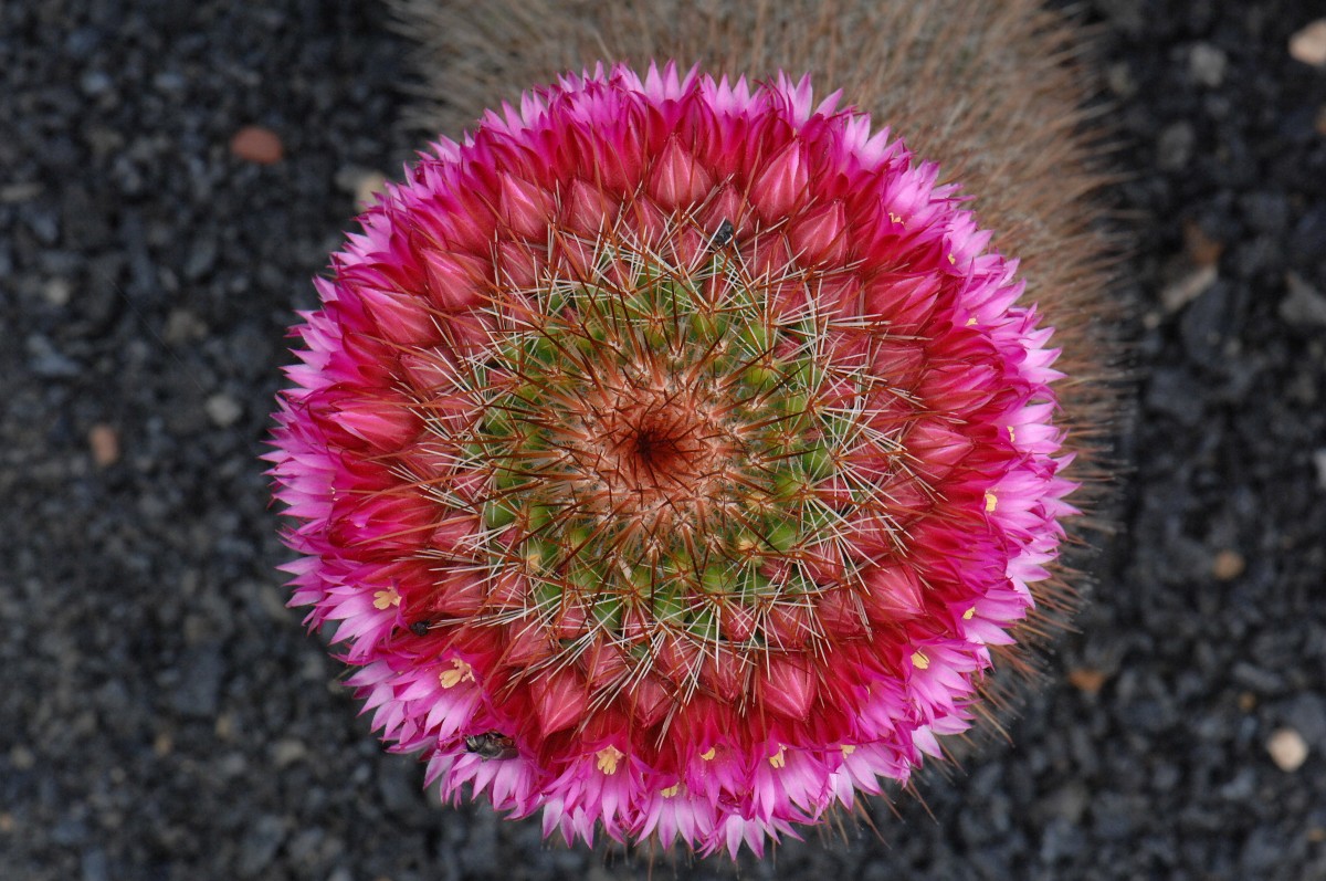 Warzenkakteen (Mammillaria) in Jardín de Cactus bei Guatiza. Aufnahmedatum: 24. April 2011.