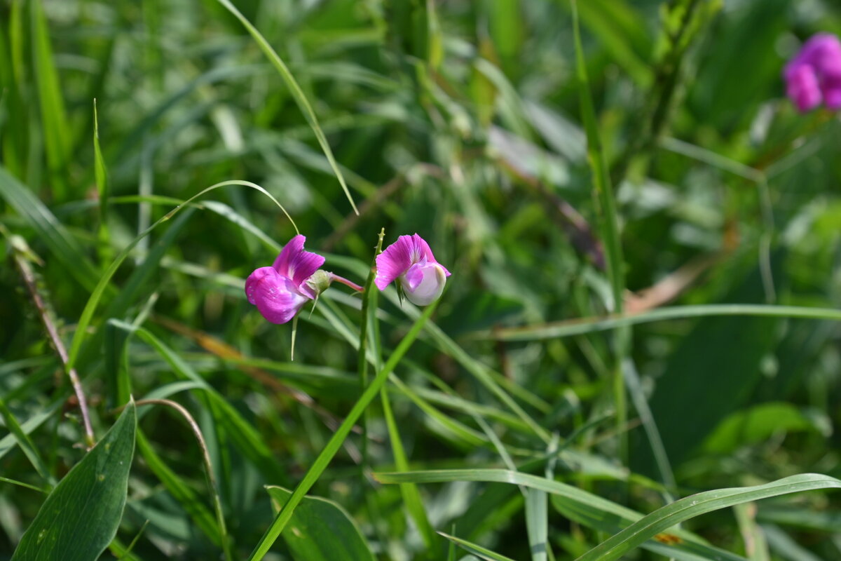 Was so unscheinbar da alles so am Wegesrand  steht, wenn der Fotograf auf Lokenjagd geht.  7.9.2021