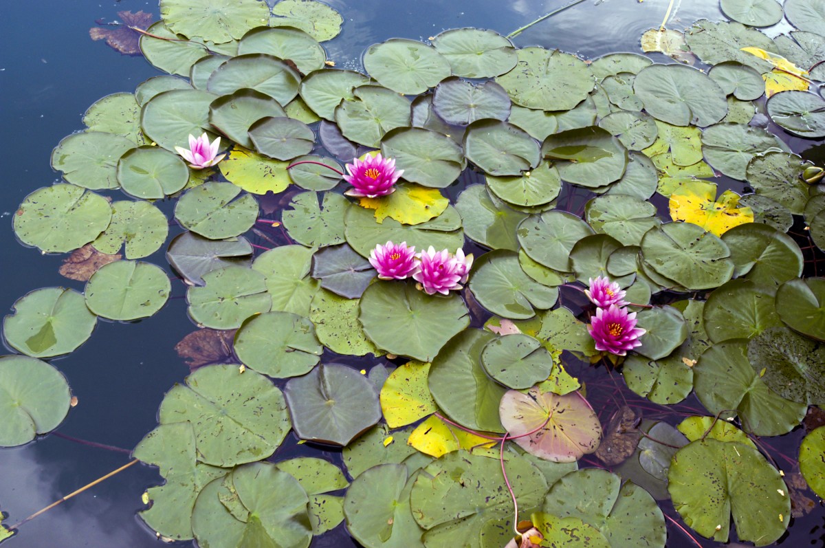 Wasserrosen bei Wotschofska im Spreewald. Aufnahme: Juli 2006.