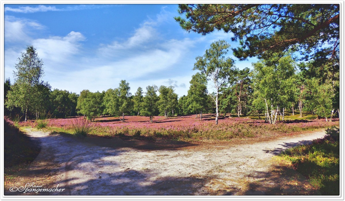 Weg durch die Nordheide zum Brunsberg bei Sprötze, September 2013.