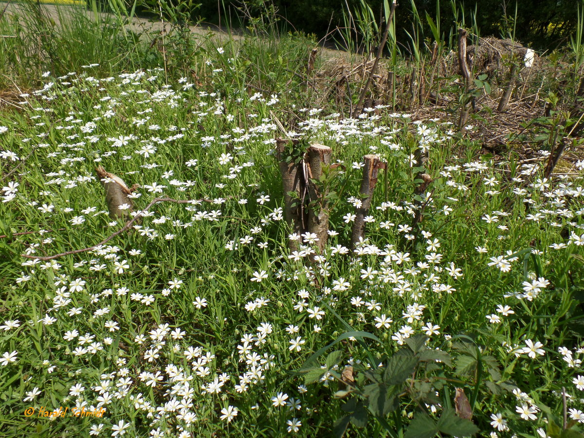 Wegebegleitgrün in der Feldmark Havighorst am 12.5.2016  /