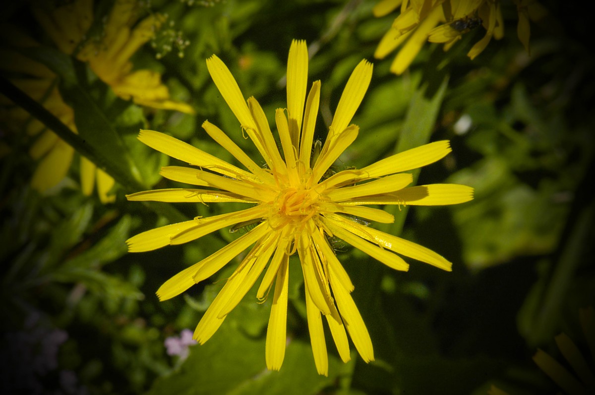 Weiden-Alant (Inula salicina). Aufnahme: Juli 2008 im Berchtesgadener Land.