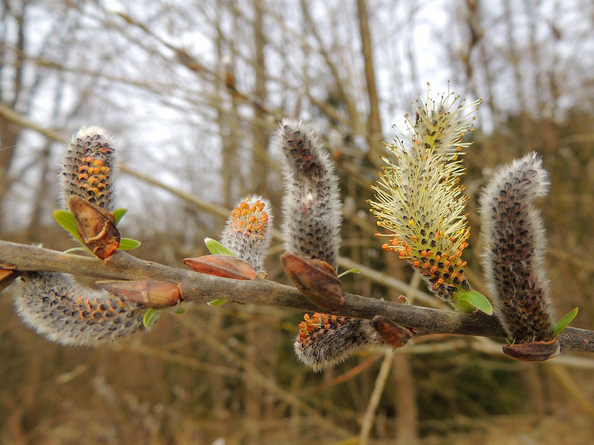 Weidenkätzchen(Salix spec.)mit unterschiedlichem Blütenstand; 140318