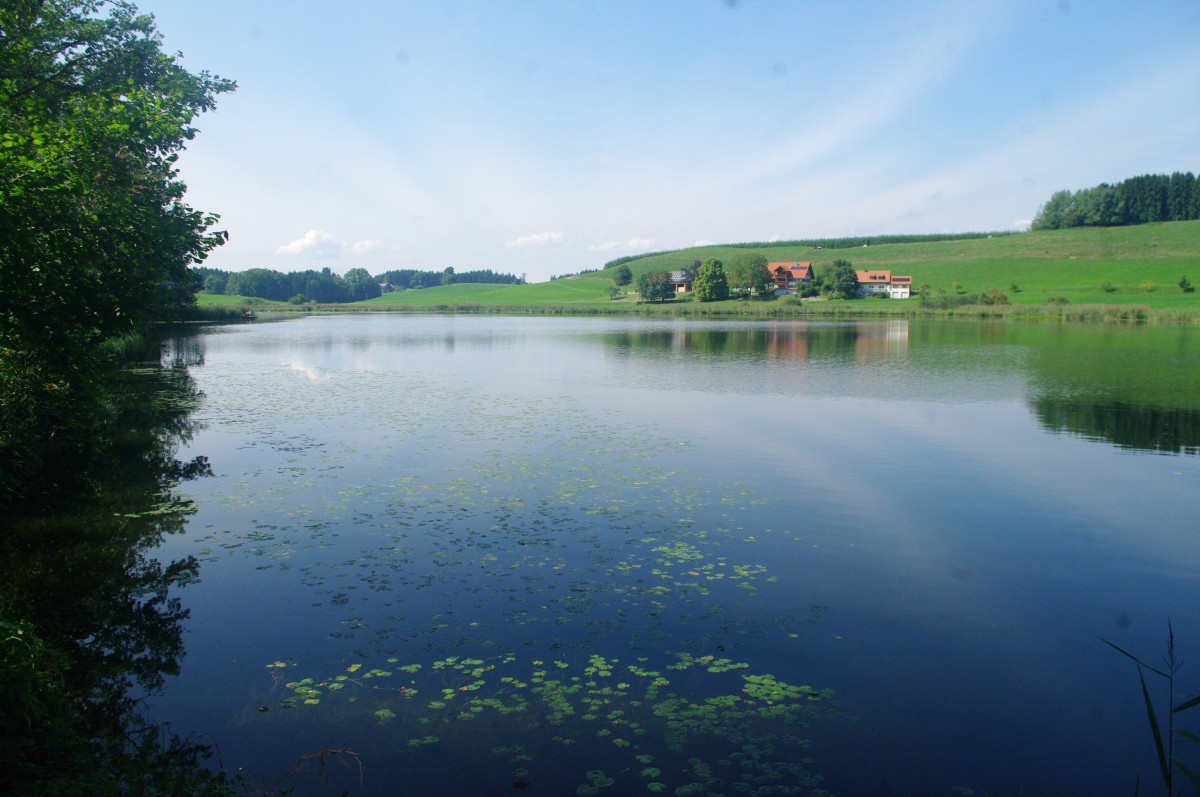 Weiher bei Siggen im Argenbhl, Kreis Ravensburg (08.09.2013)