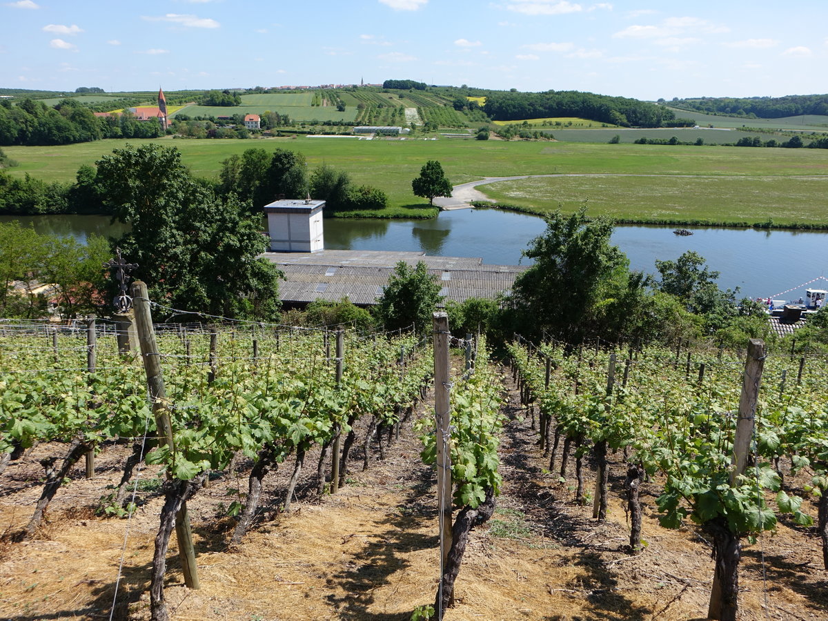 Weinberg am Main bei Wipfeld, Lkr. Schweinfurt (27.05.2017)