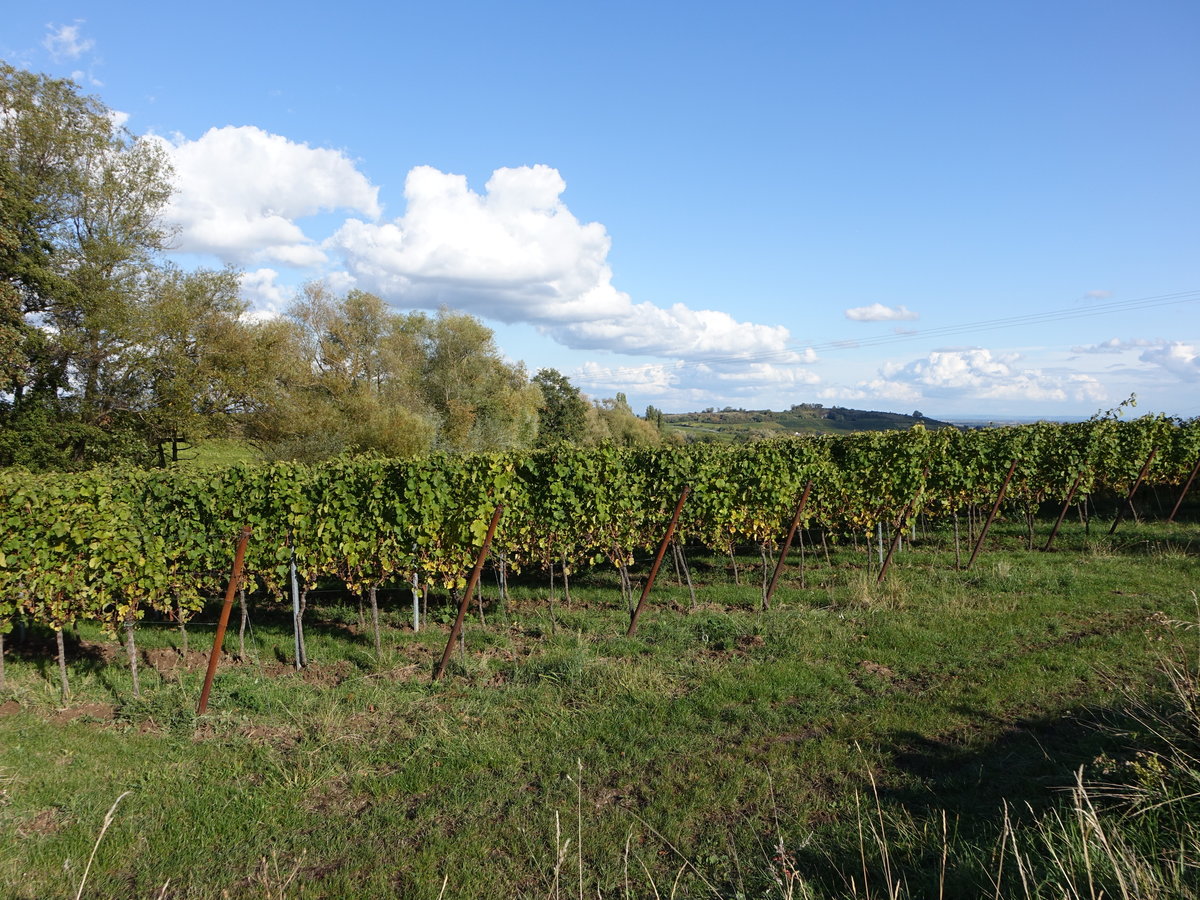 Weinberg bei Eschbach / Pfalz, Lkr. Südliche Weinstraße (10.10.2020)