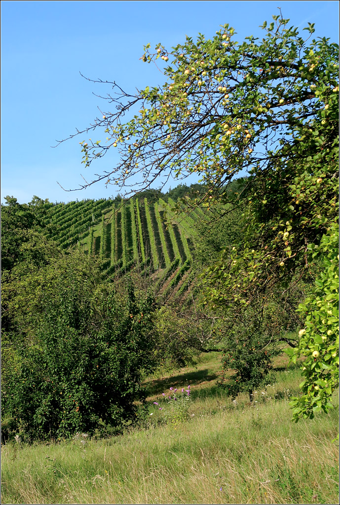 Weinberg-Grafik - 

... im Haldental bei Kernen-Stetten.

12.08.2021 (M)