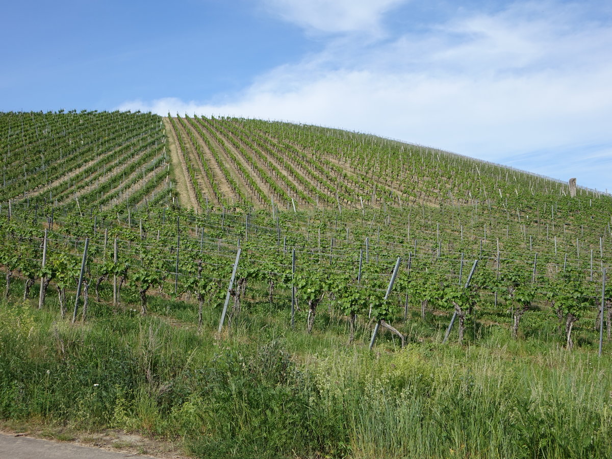 Weinberge am Main bei Volkach, Unterfranken (28.05.2017)