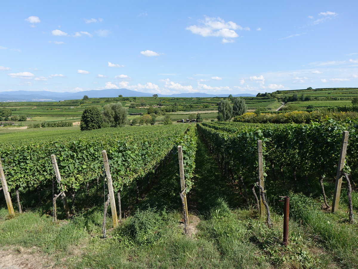 Weinberge bei Bahlingen am Kaiserstuhl (14.08.2016)