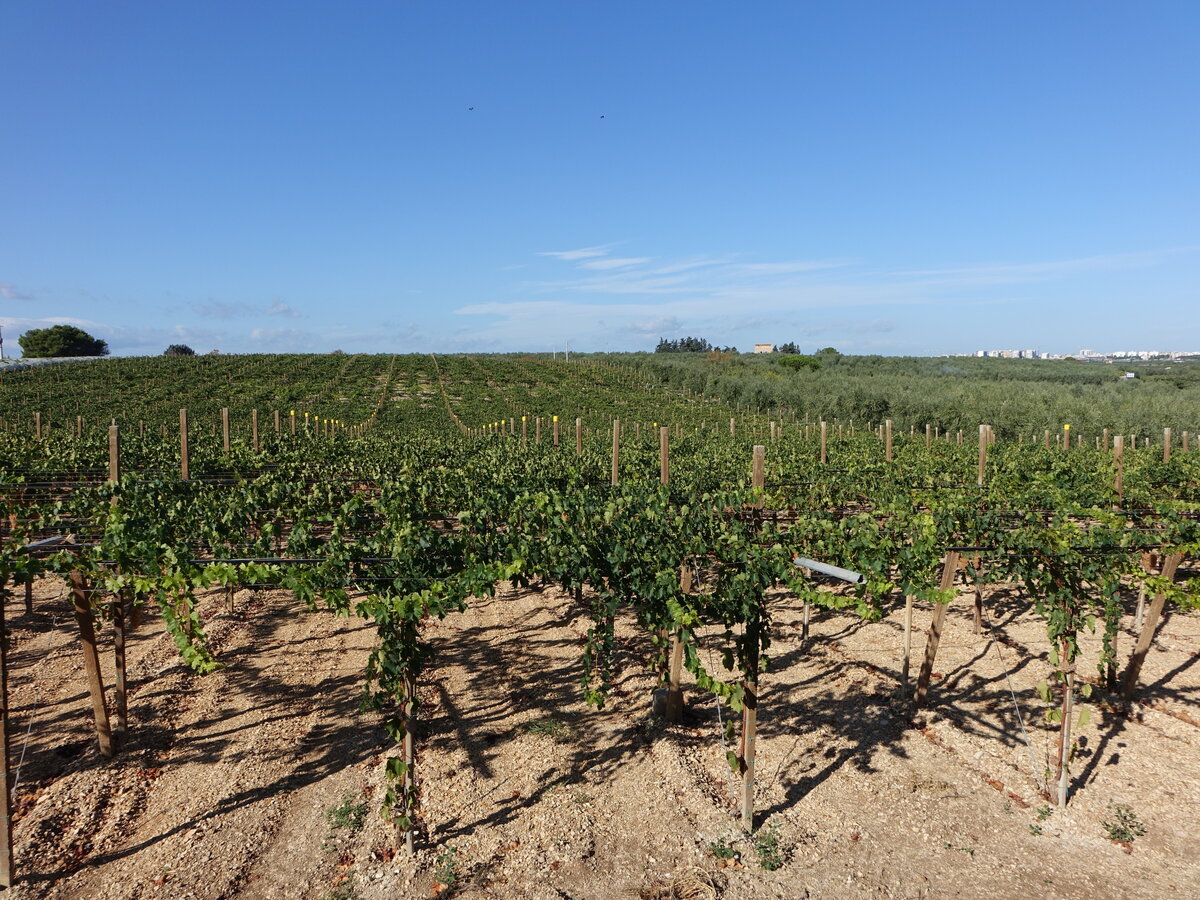 Weinberge bei Barletta, Apulien (27.09.2022)