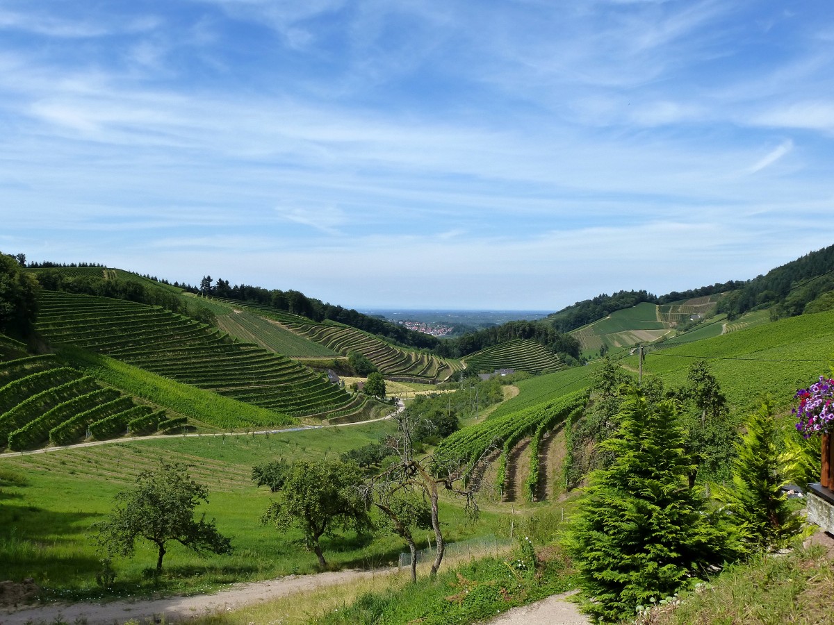 Weinberge bei Bottenau in der Ortenau, Juli 2015