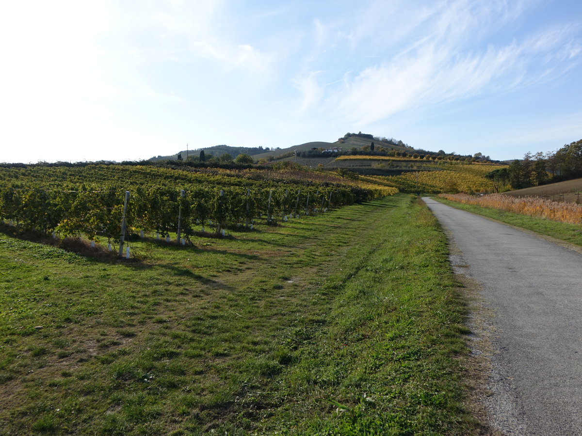 Weinberge bei Brisighella in der Emilia Romagna (31.10.2017)