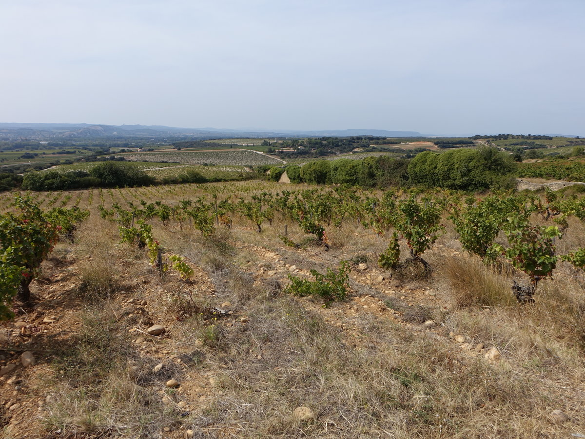 Weinberge bei Châteauneuf-du-Pape, Provence-Alpes-Côte d’Azur (22.09.2017)