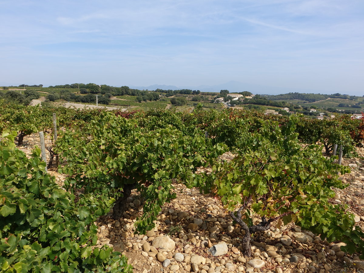 Weinberge bei Châteauneuf-du-Pape, Provence-Alpes-Côte d’Azur (22.09.2017)