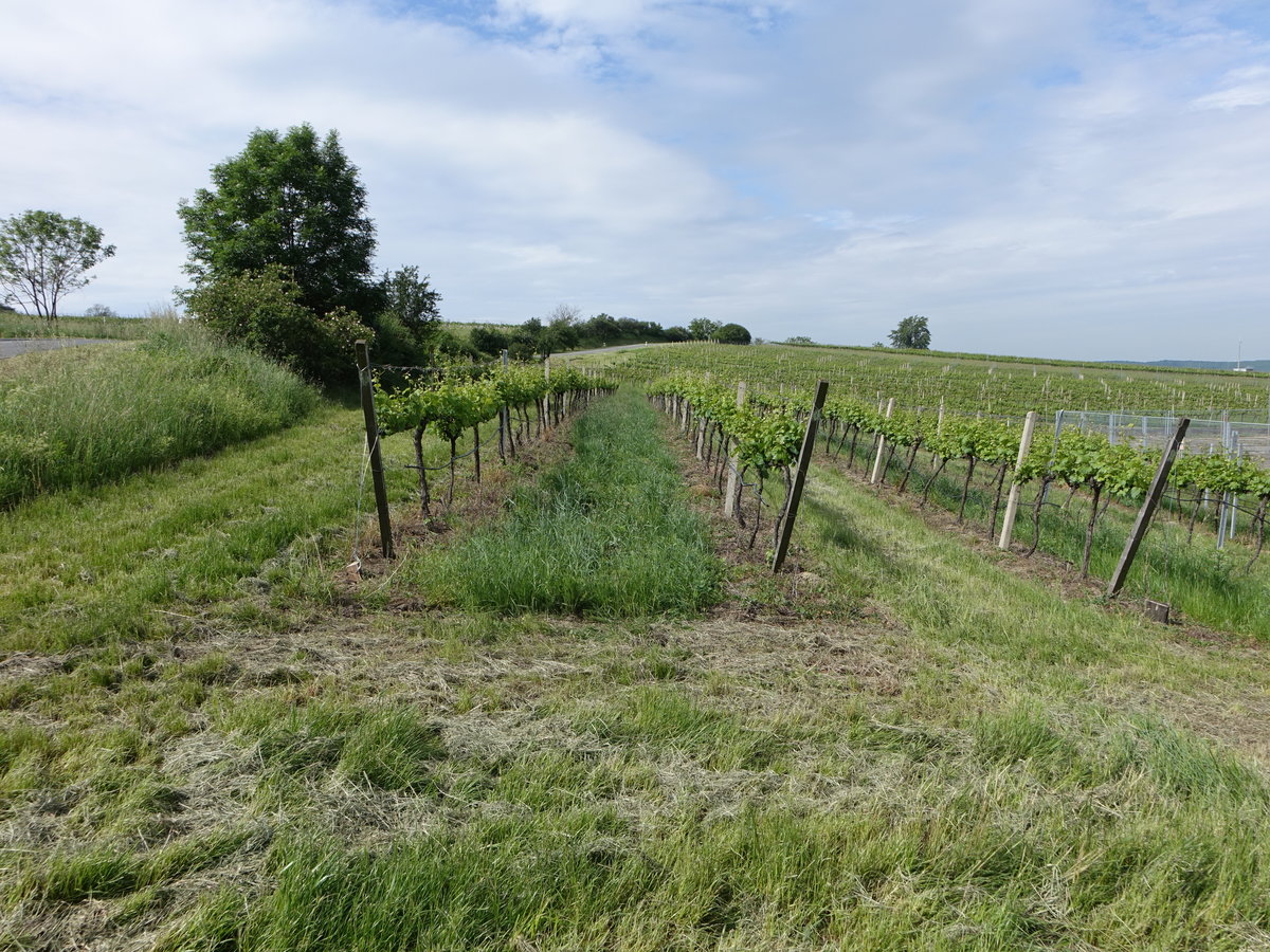 Weinberge bei Horni Vestonice, Südmähren (31.05.2019)