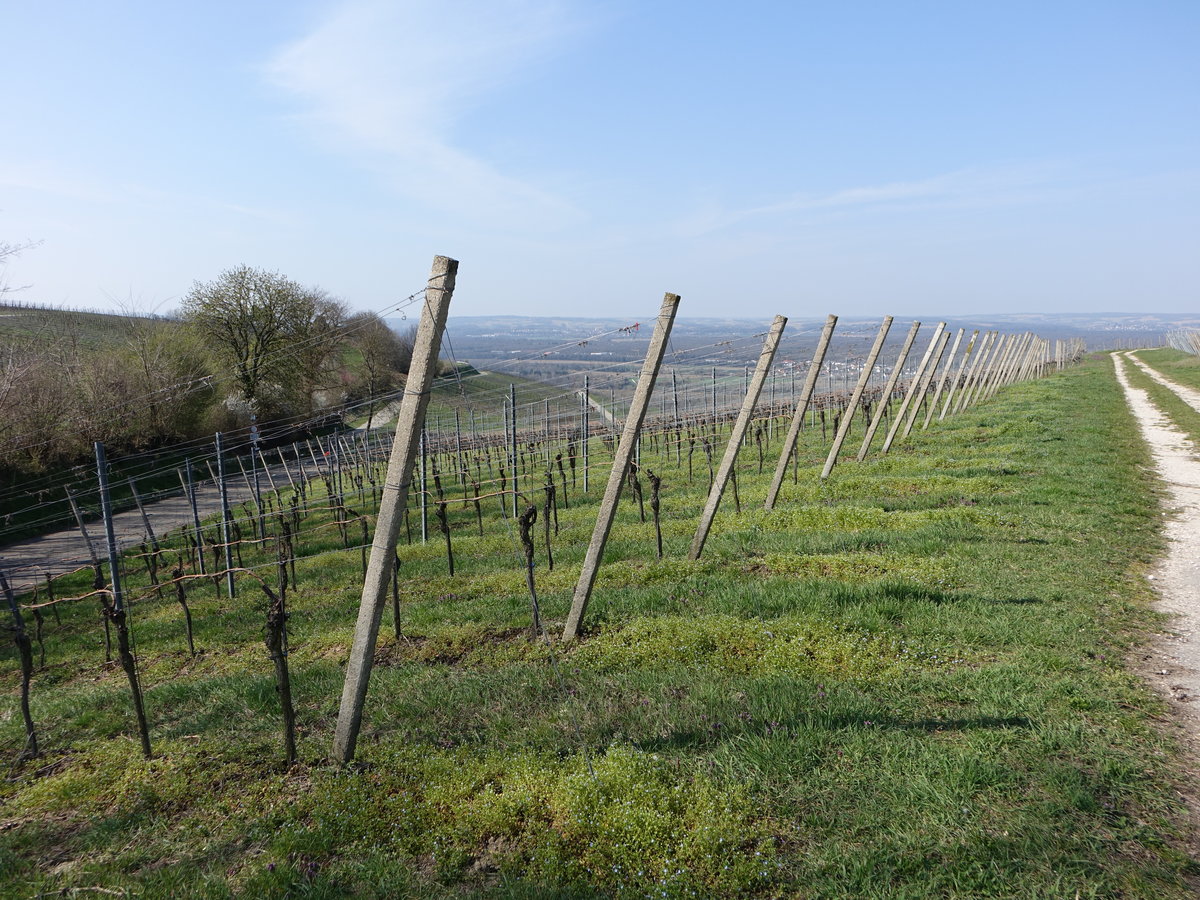 Weinberge bei Kleinkems im Landkreis Lörrach (31.03.2019)