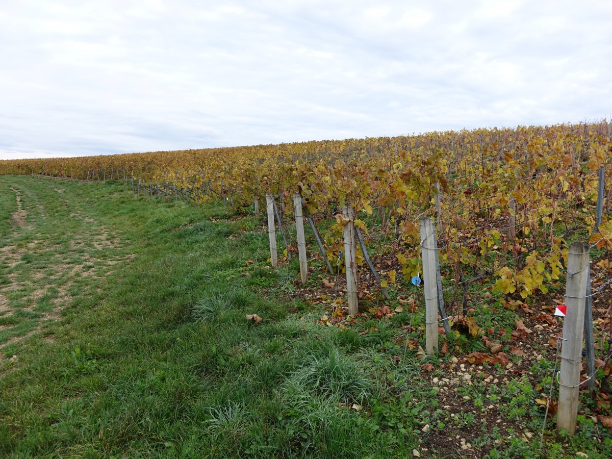 Weinberge bei Les Riceys (26.10.2015)