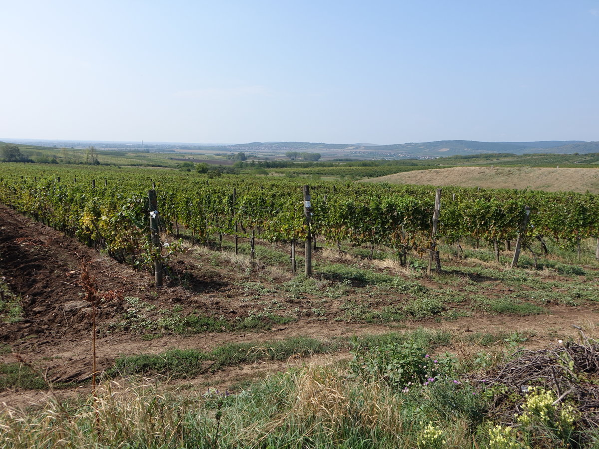 Weinberge bei Mad, Komitat Borsod-Abaúj-Zemplén (06.09.2018)