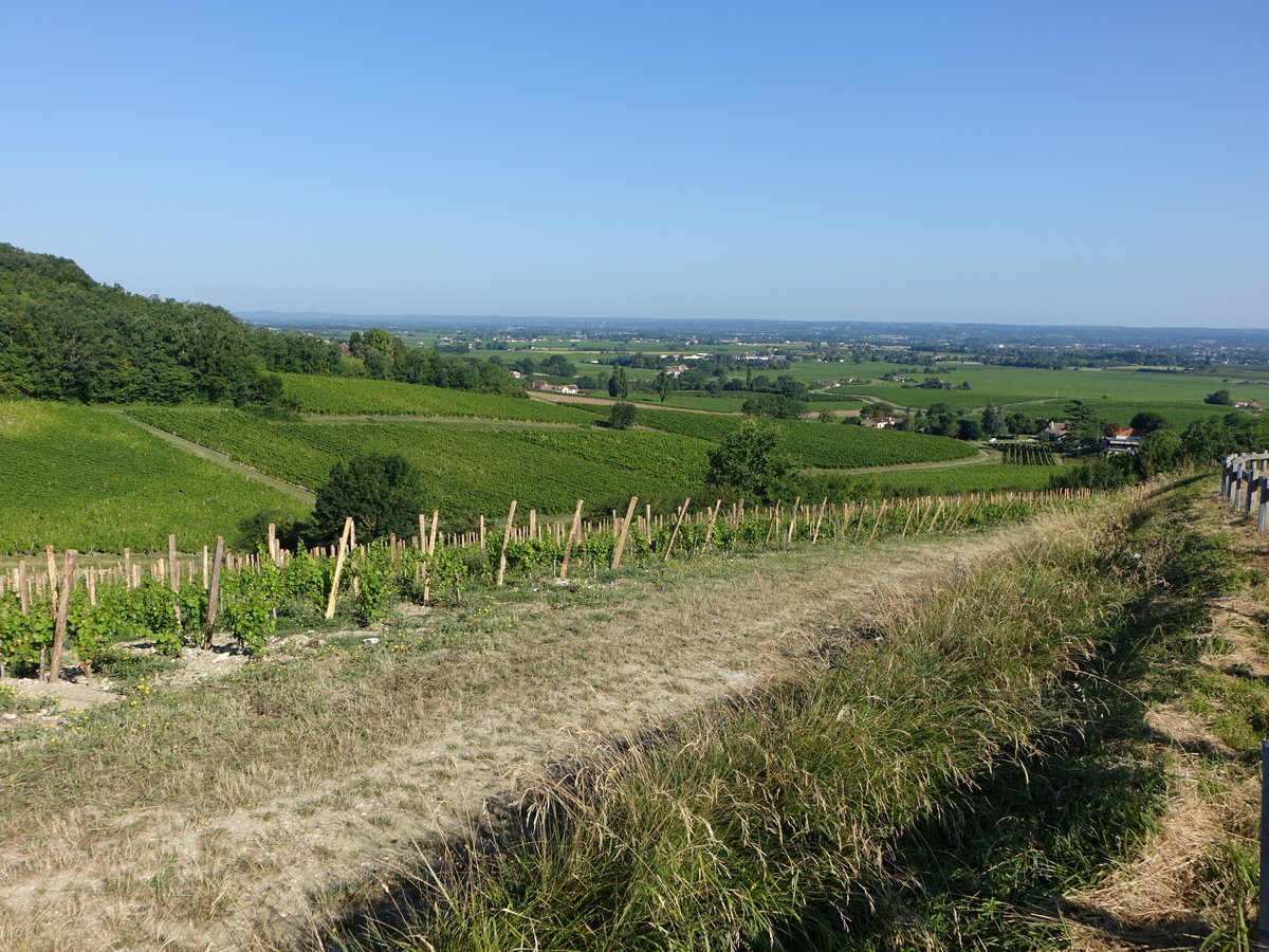 Weinberge bei Monbazillac, Dordogne (23.07.2018)