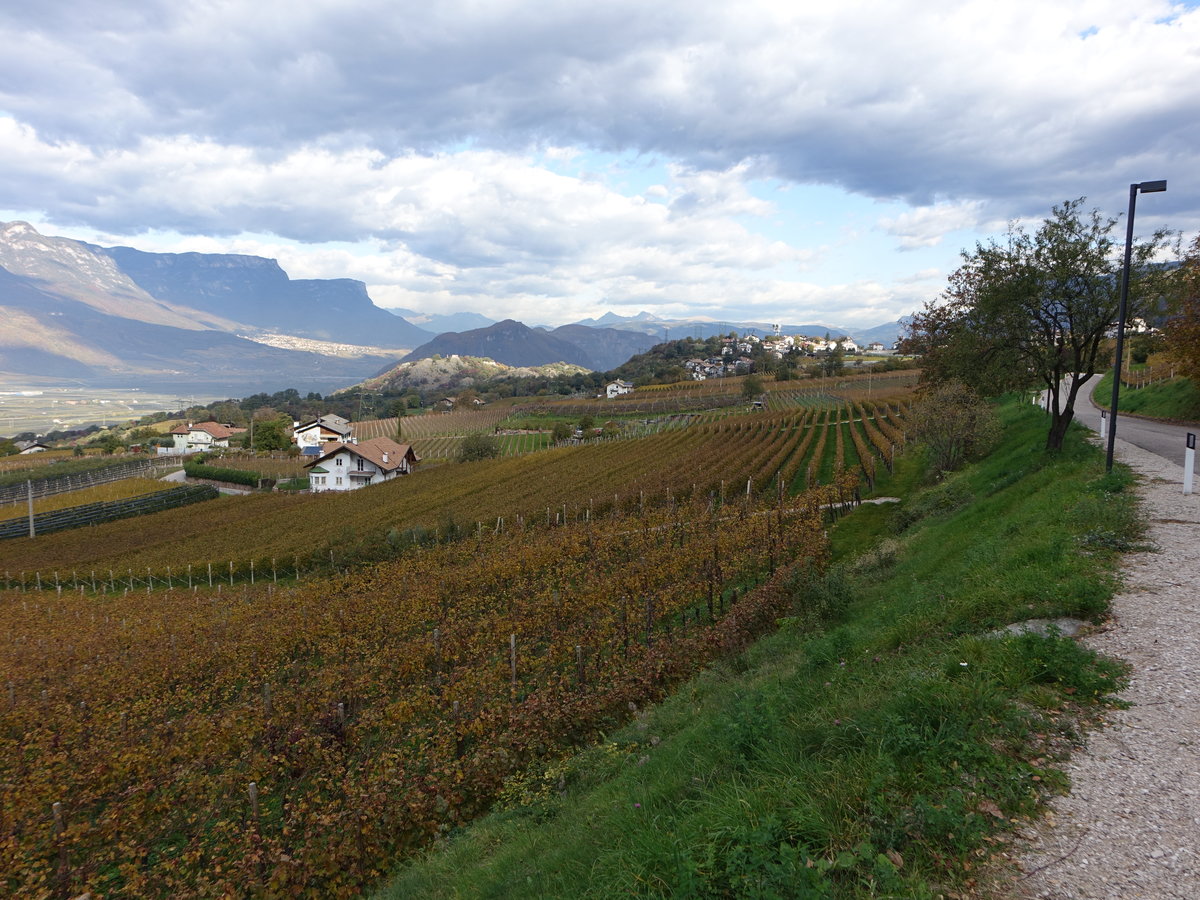 Weinberge bei Montagna im Südtiroler Unterland (27.10.2017)