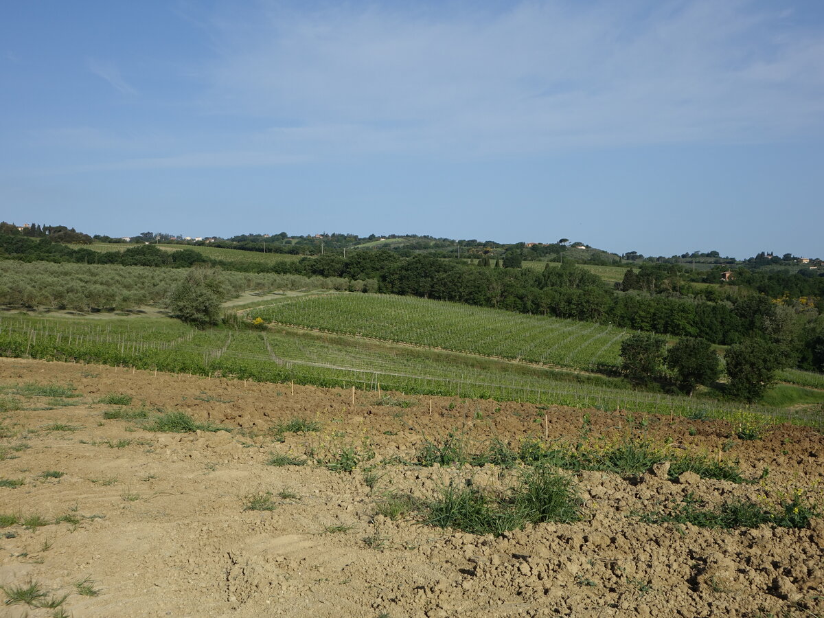 Weinberge bei Montepulciano, Toskana (21.05.2022)