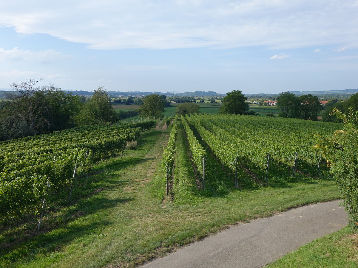 Weinberge bei Nimburg in der Vorbergzone des Schwarzwaldes (14.08.2016)