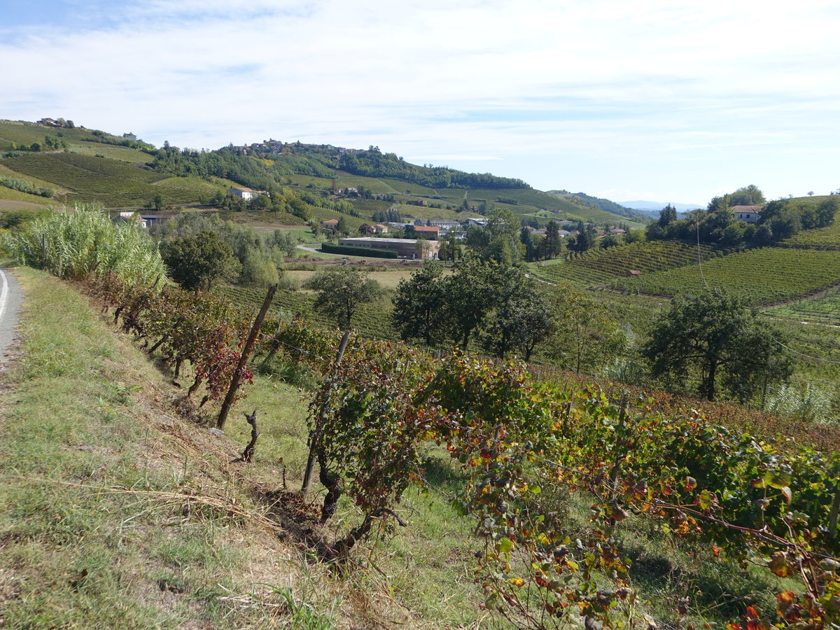 Weinberge bei Nizza Monferrato, Provinz Asti (02.10.2018)