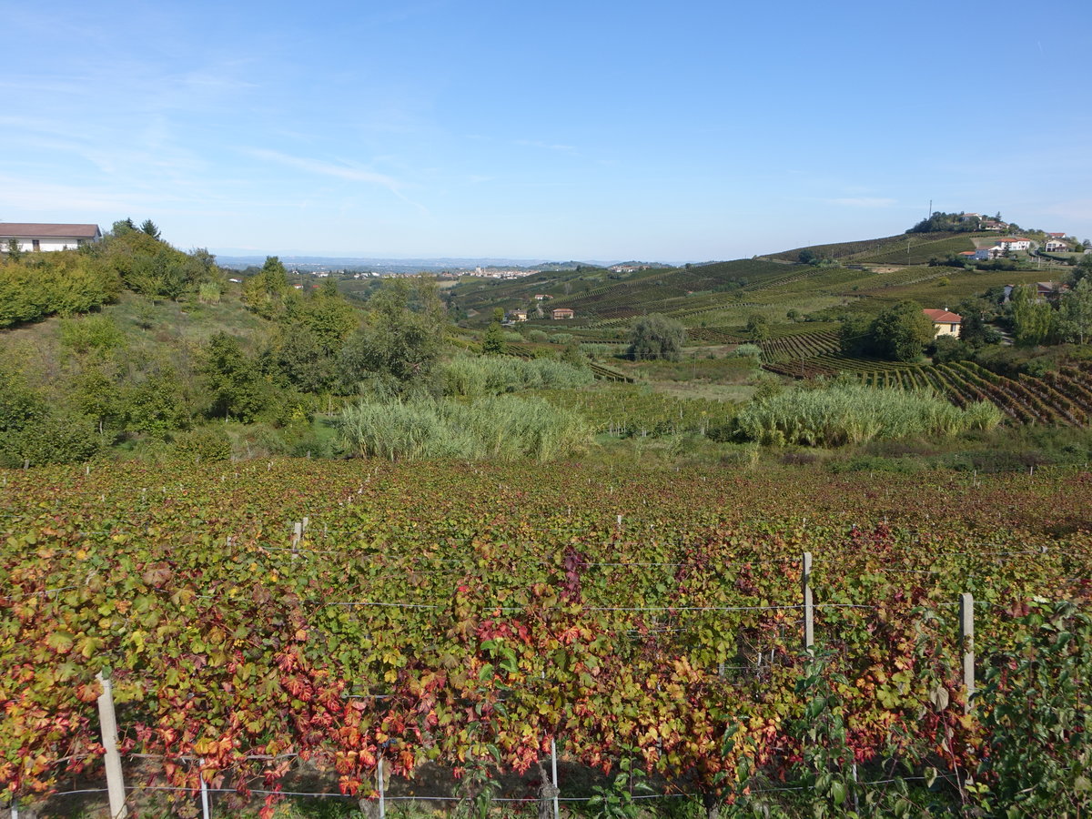 Weinberge bei Nizza Monferrato, Provinz Asti (02.10.2018)