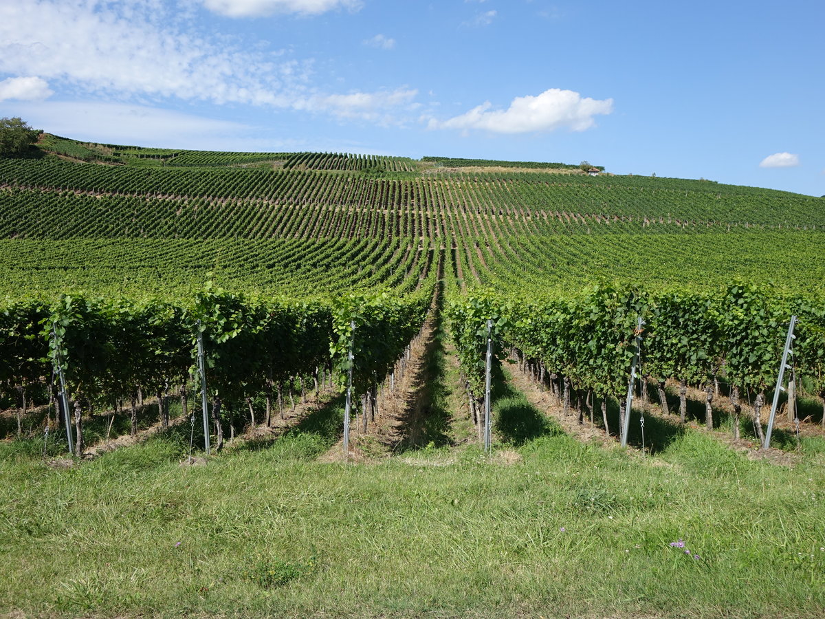 Weinberge bei Oberrotweil am Kaiserstuhl (14.08.2016)