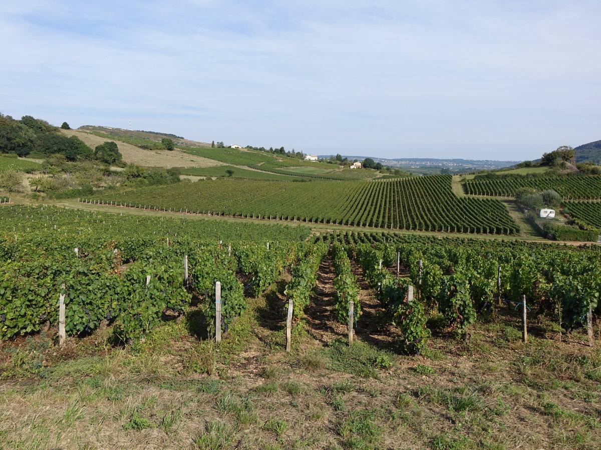 Weinberge bei Pierreclos im Weinanbaugebiet Bourgogne (22.09.2016)