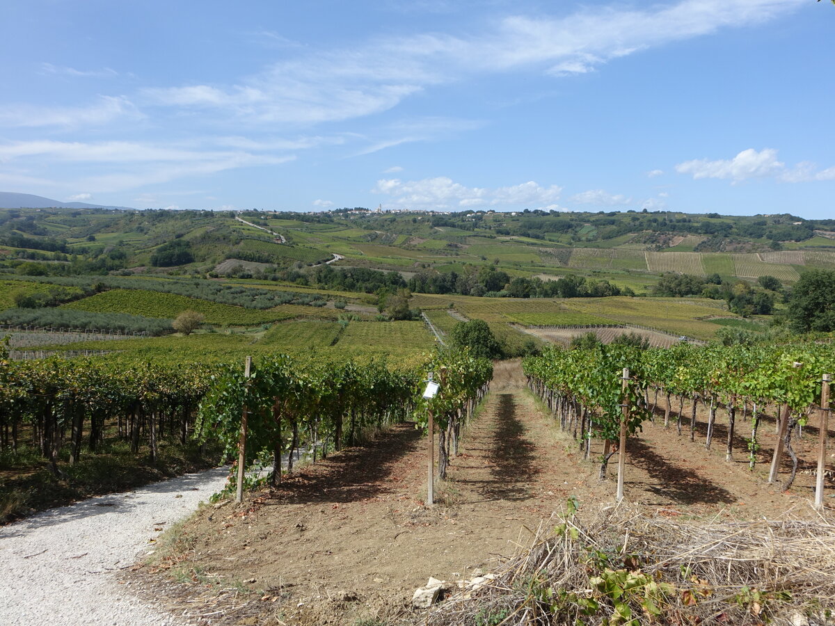 Weinberge bei Poggiofiorito in der Provinz Chieti, Abruzzen (16.09.2022)