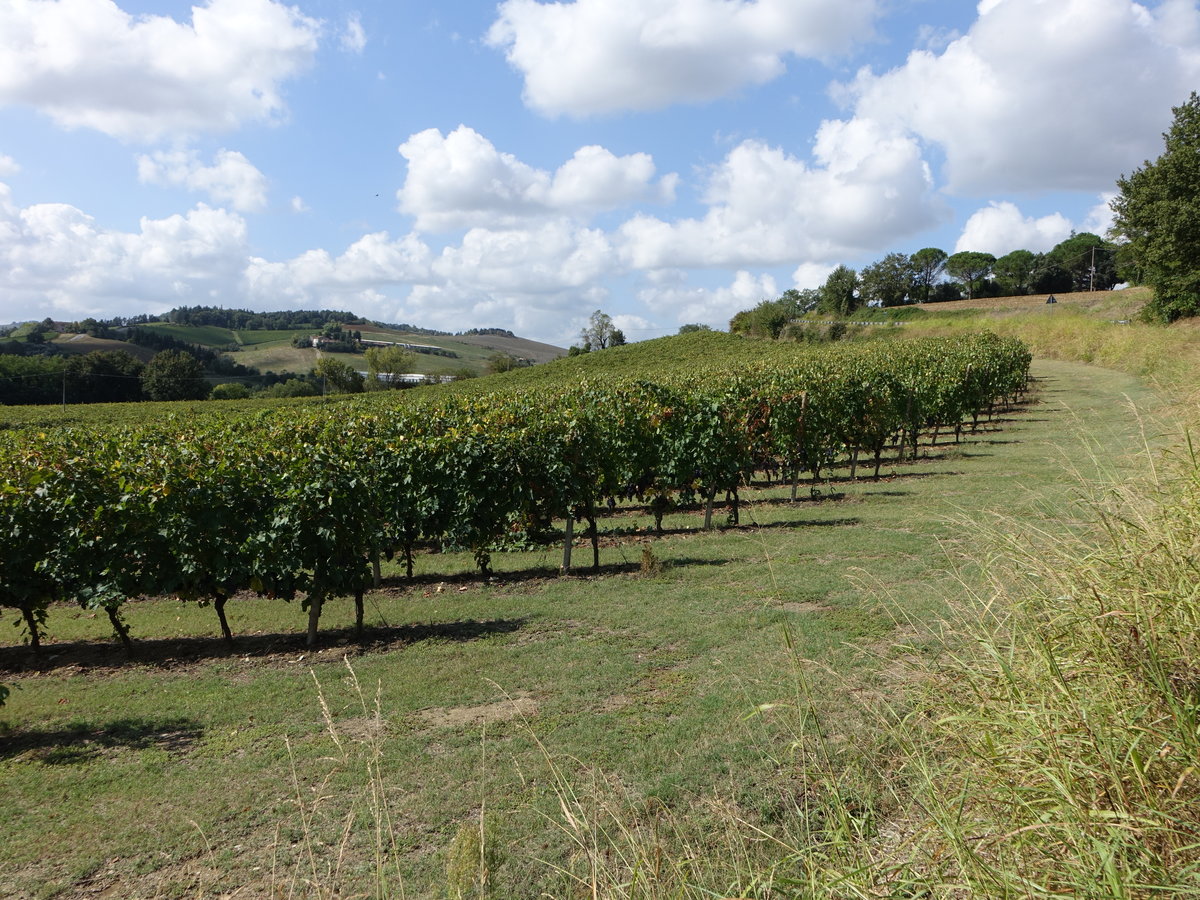 Weinberge bei Predappio in der Emilia Romagna (20.09.2019)