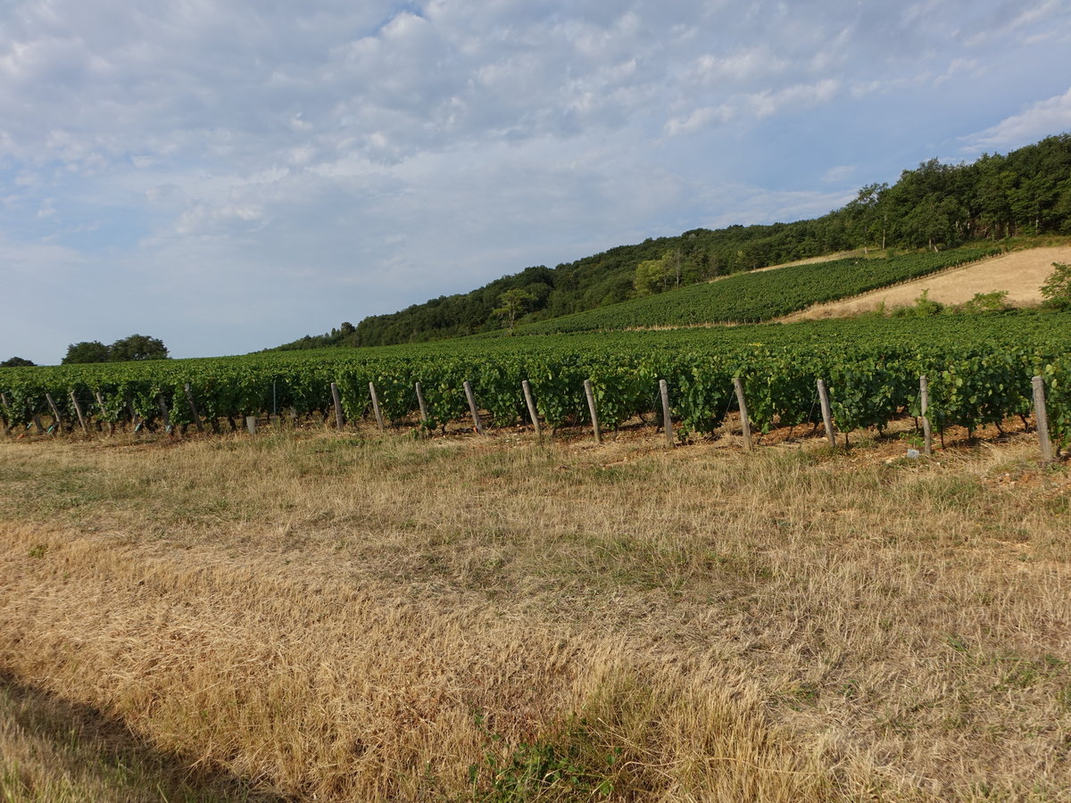 Weinberge bei Saint-Boil, Département Saône-et-Loire (01.08.2018)