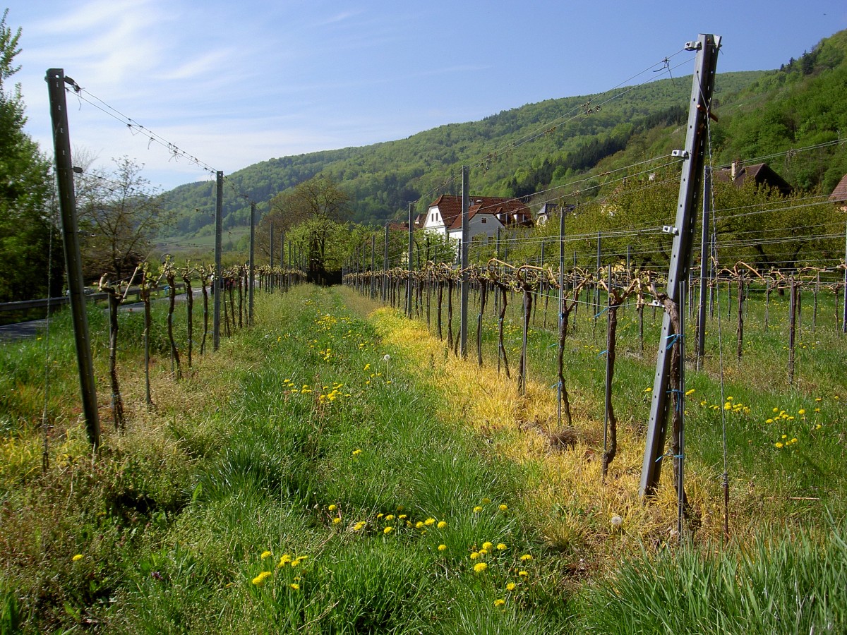 Weinberge bei Schwallenbach in der Wachau (21.04.2014)