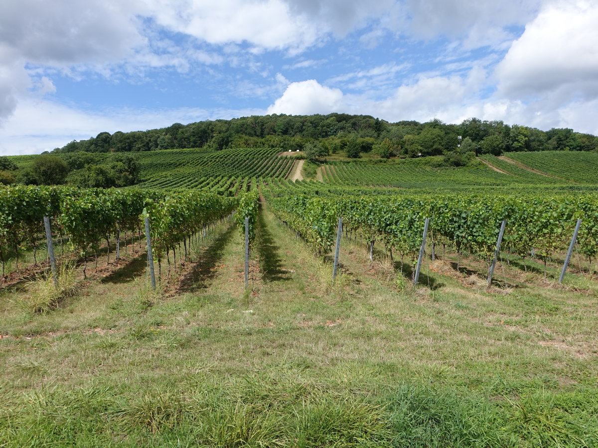 Weinberge bei Schweigen-Rechtenbach an der südlichen Weinstraße (10.08.2019)