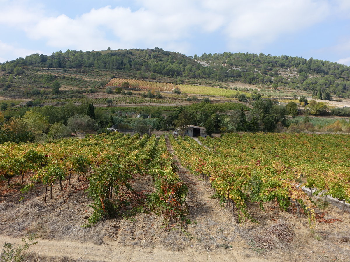 Weinberge bei Tournisson, Dept. Aude (29.09.2017)