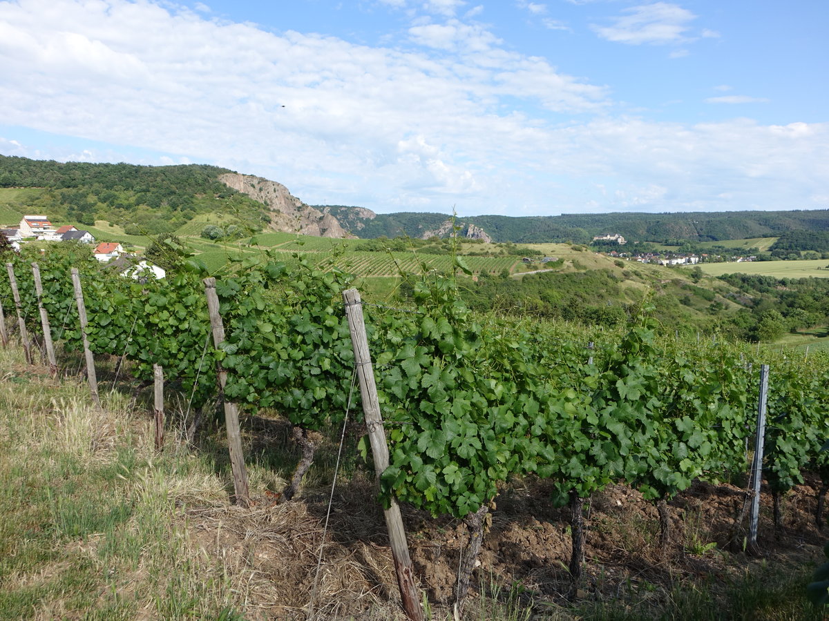 Weinberge bei Traisen, Lkr. Bad Kreuznach (13.06.2020)