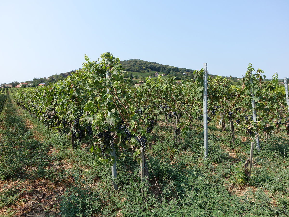 Weinberge bei Villany im Komitat Baranya (31.08.2018)