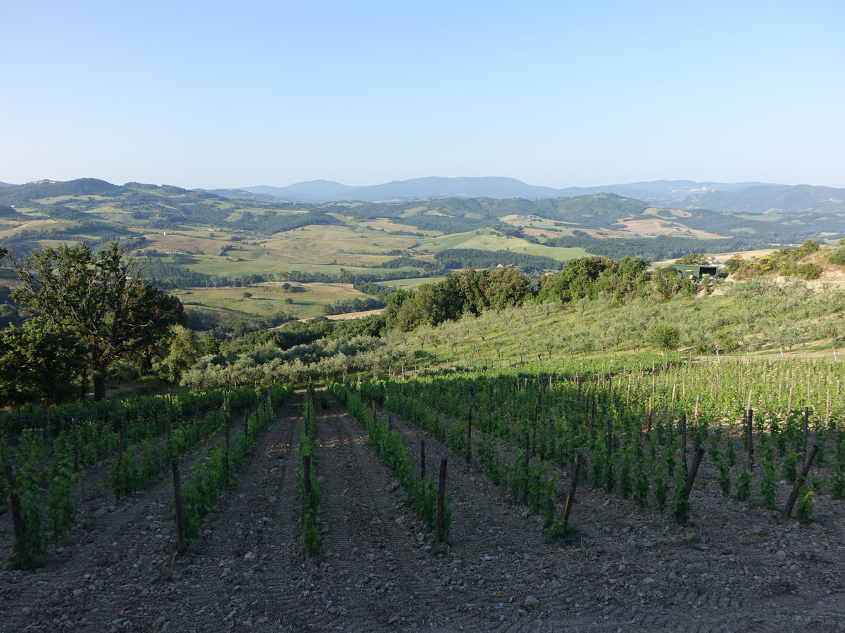 Weinberge bei Volterra im Val di Cecina (18.06.2019)