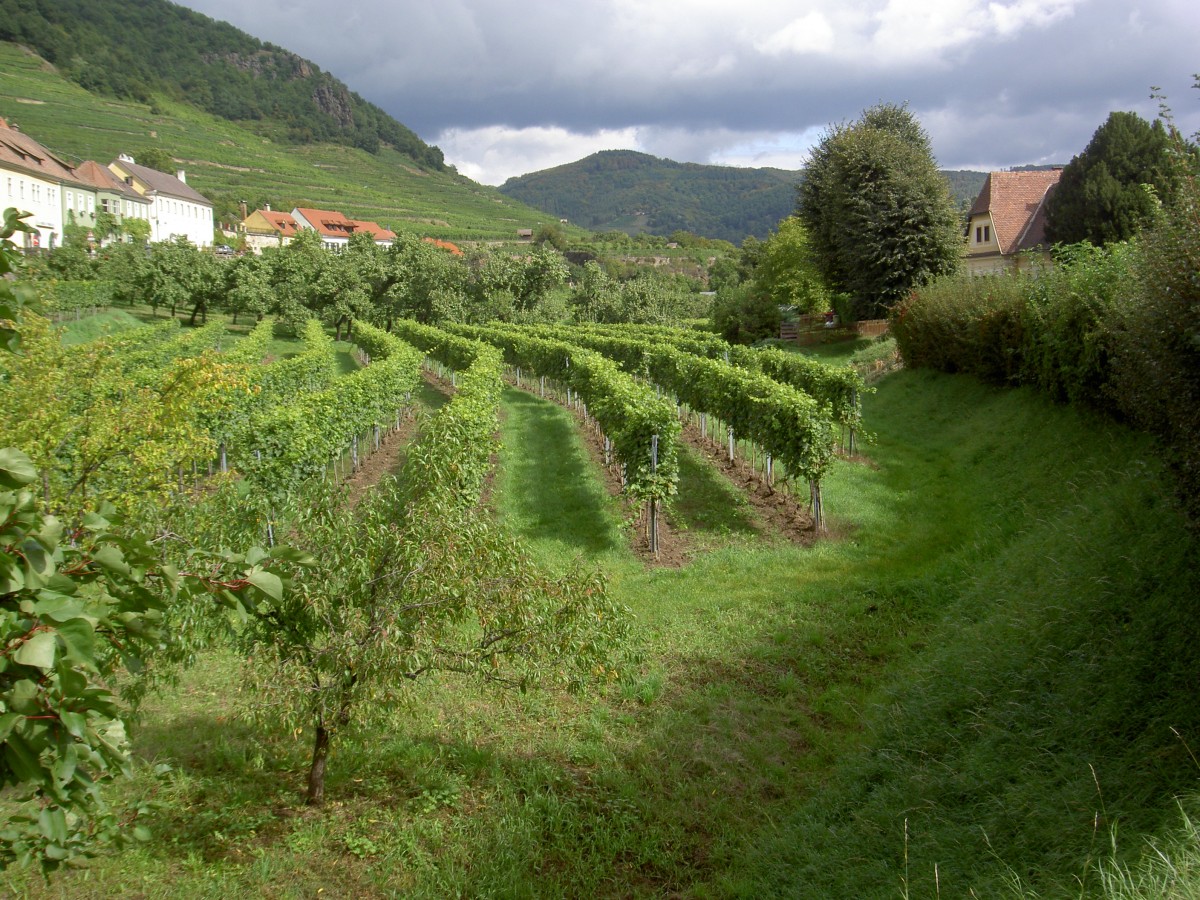 Weinberge bei Weienkirchen an der Donau, Wachau (21.09.2013)