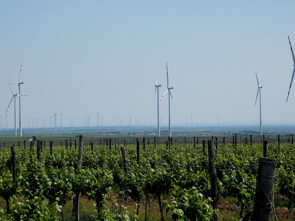 Weinberge und im Horizont Windr�der pr�gen das Weinviertel n�chst der Markgemeinde Hohenruppersdorf ;260525