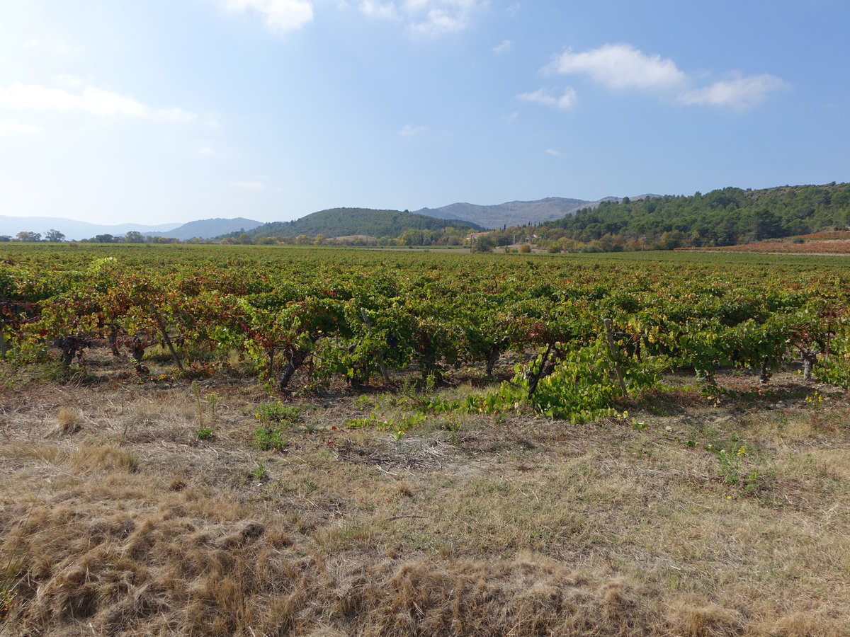 Weinberge im Kartharerland bei Lagrasse, Dept. Aude (29.09.2017)