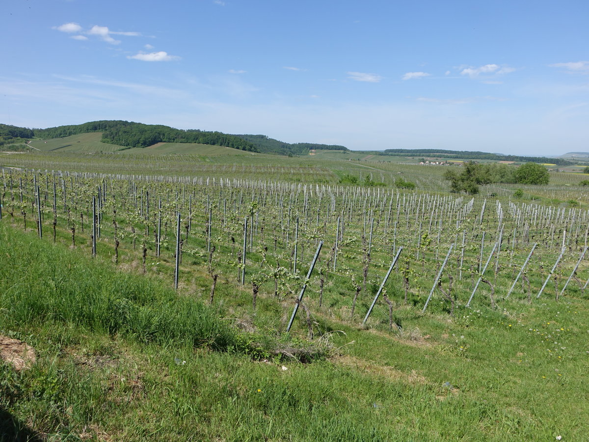 Weinberge im Sulmtal bei Löwenstein (29.04.2018)