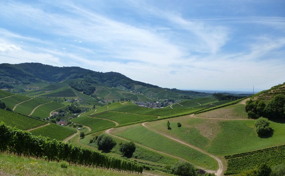 Weinberge um den Ort Durbach in der Ortenau, Juli 2015